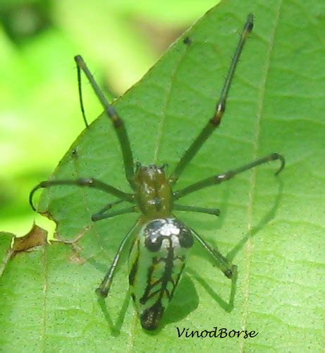 Decorative Silver Orb Spider Wildlife Of GoodEarth Malhar Bangalore