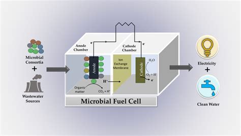 Water Free Full Text A Perspective Review On Microbial Fuel Cells