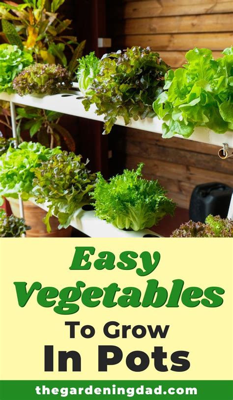 Easy Vegetables To Grow In Pots For Beginners Growing Vegetables