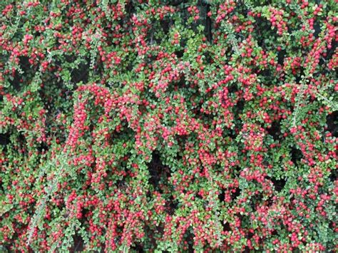 Cotoneaster Horizontalis Climbing Wall Plants Plants