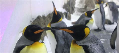 Sea Life Melbourne Penguin Encounter Buy Now Experience Oz Nz