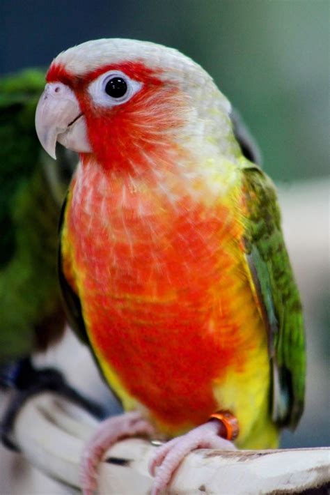 Green Cheek Conure Red Factor - Dallas Parrots