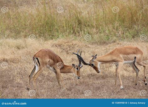 Animals at Ruaha National Park Stock Photo - Image of hipo, gazel ...