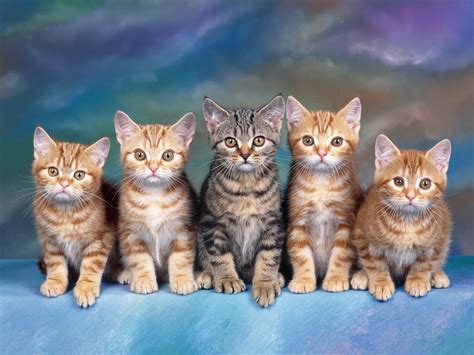 Tabby Kittens - Cats Wallpaper