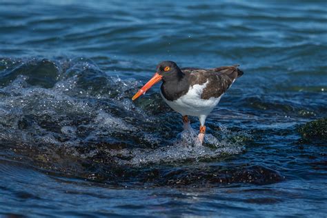 American Oystercatcher Barnegat Lighthouse State Park New Flickr