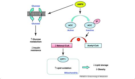 New insights into insulin resistance in the diabetic heart: Trends in ... 