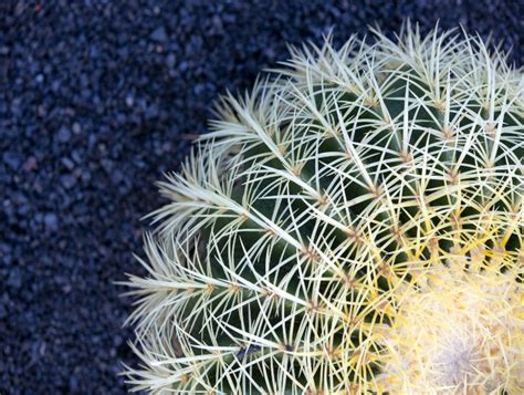 How Much Direct Sunlight Does A Golden Barrel Cactus Need Cactusway