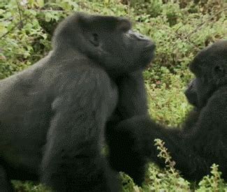 Gorillas Mating 