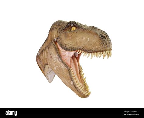 Trex Jaw And Teeth Cut Out Stock Images Pictures Alamy