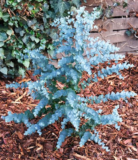 Winterharter Eukalyptus Azura Immergr Ne Str Ucher Bei Baldur Garten