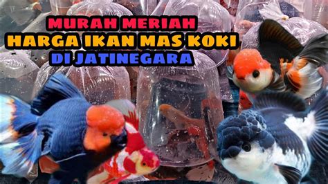 Murah Meriah Update Harga Ikan Mas Koki Di Jatinegara Terbaru Di