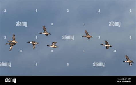 Northern Pintail Anas Acuta Group Of Birds In Flight Stock Photo Alamy