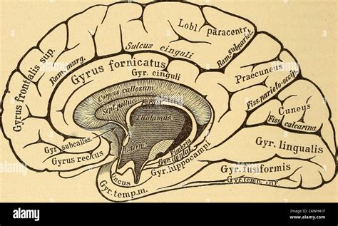 Parieto occipital hi-res stock photography and images - Alamy