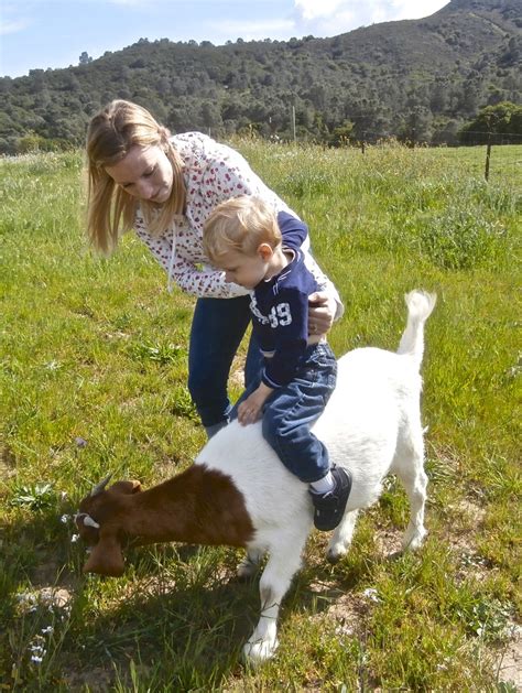 Jack Riding The Goat Riding Goats Animals