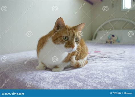 Ginger And White Tabby Cat