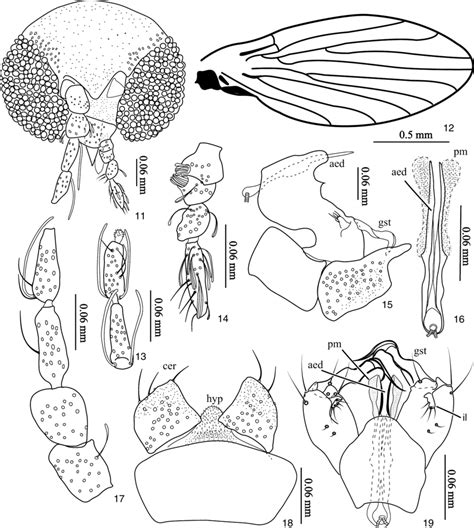 Trichomyia Pantanensis Sp Nov Head Left Wing Last