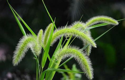 狗尾巴草，農村路邊常見，你卻不知道它還有這大用處 每日頭條