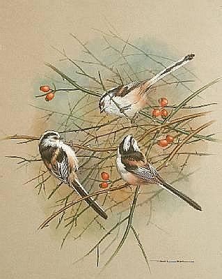 Basil Ede British Born 1931 Long Tailed Tits