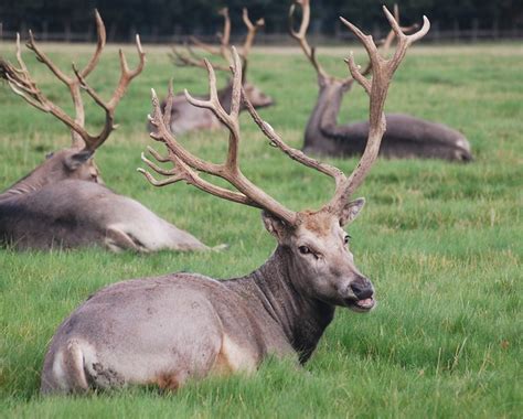 Pere David Deer Flickr Photo Sharing