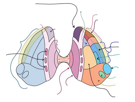 Diagram of The Thalamus | Quizlet