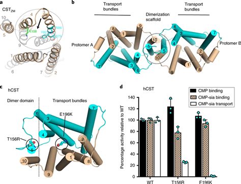 Dimerization And Human Cst Glycosylation Disease Mutants A