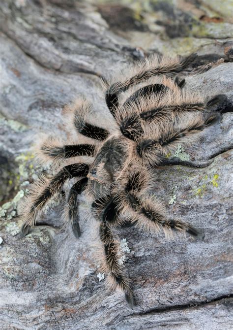 How Big Do Curly Hair Tarantulas Get The Spider Blog