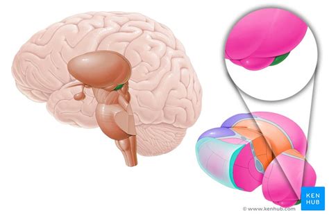 Corpora quadrigemina: Anatomy, functions and features | Kenhub