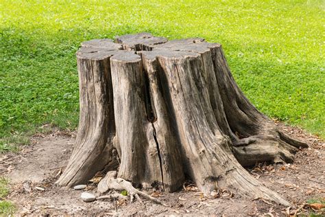 methods  stump removal