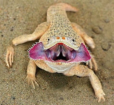 The Secret Toadhead Agama Phrynocephalus Mystaceus Is A Species Of