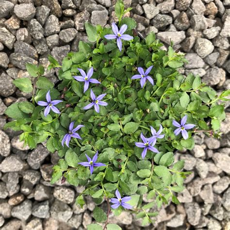 Pratia pedunculata 'County Park' - County Park Creeper (3.5" Pot
