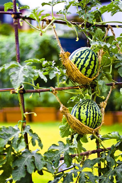 How To Growing And Harvesting Watermelon