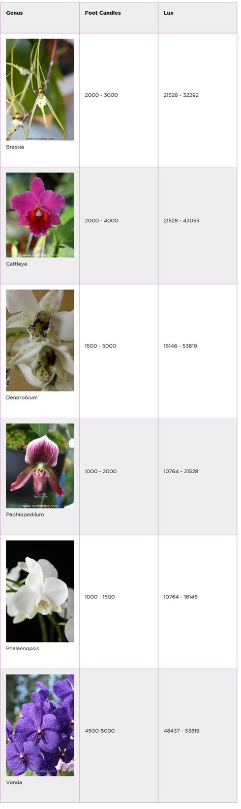 how long does it take an orchid to rebloom