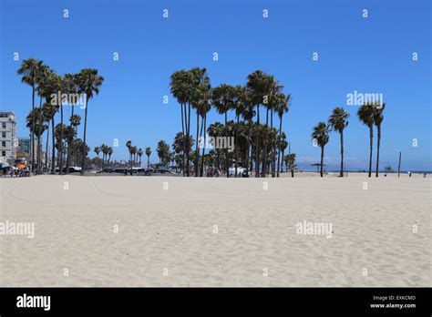 California Palm Trees Stock Photo - Alamy