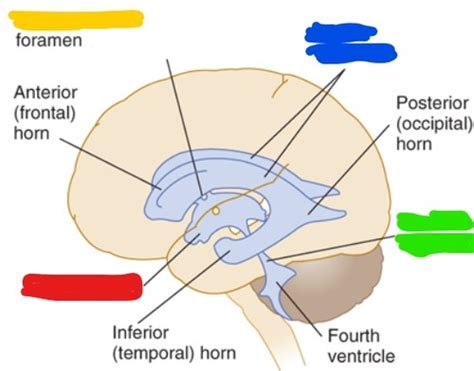 Neuro Increased Intracranial Pressure Flashcards Quizlet