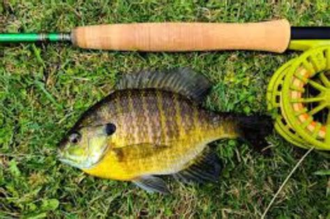 Fly Fishing For Bluegill Essential How To Guide Tackle Village