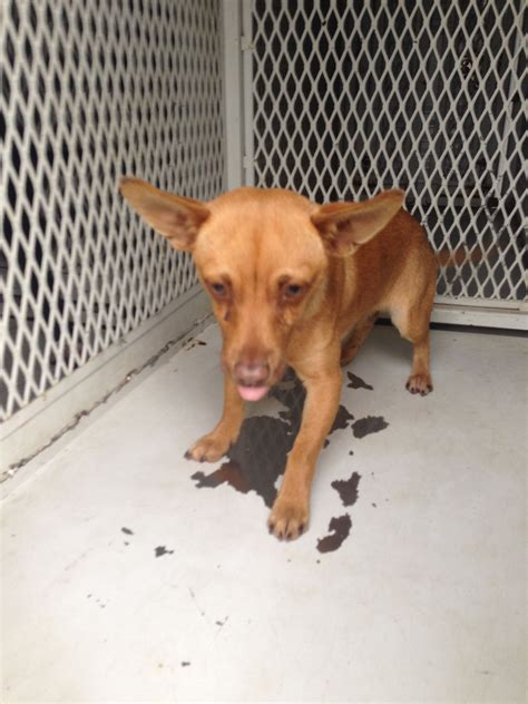 low cost euthanasia for pets 6