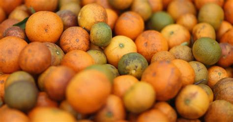 Florida Citrus Greening Decimates Crops