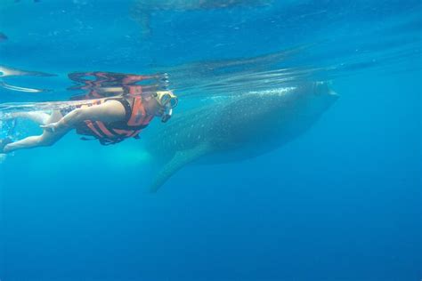 Whale Shark Snorkeling Tour In Isla Mujeres Swim With Gentle Giants In