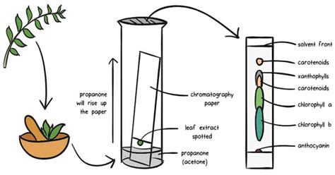 Chromatography Principle Types Uses Diagram