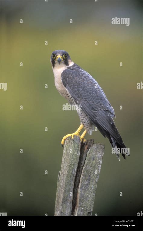 PEREGRINE Falco peregrinus Stock Photo - Alamy