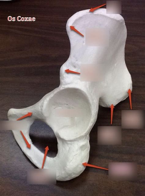 Os Coxae Hip Bone Markings Diagram Quizlet