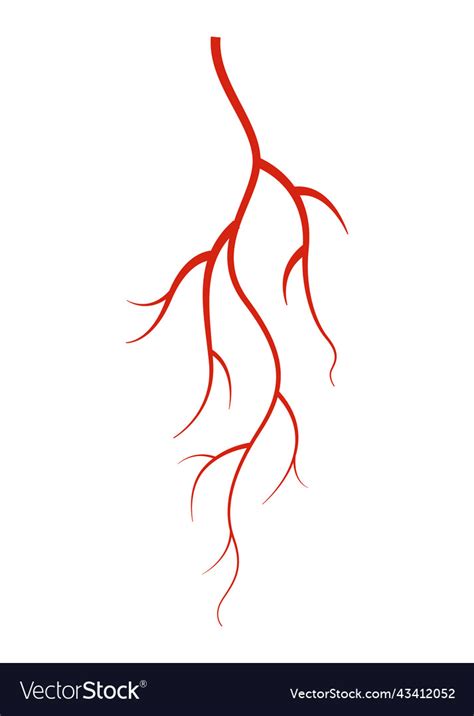 Human Veins Red Silhouette Vessel Arteries Vector Image