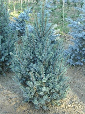 Хвойные деревья и кустарники - Каталог растений