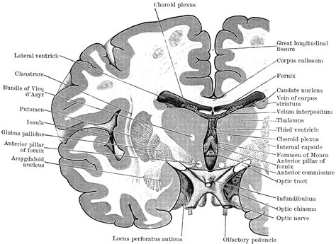 Coronal View Of Human Brain Human Brain Coronal Mri Scan Stock