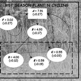 Plant Biomass N Pool G M 2 And Intrasystem N Fluxes G M 2 Season 1