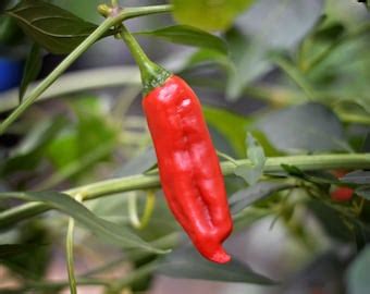 Hot Banana Heirloom Wax Pepper Premium Seed Packet Etsy