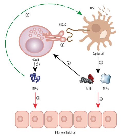 Medical Science Monitor Kupffer Cells Regulate Natural Killer Cells