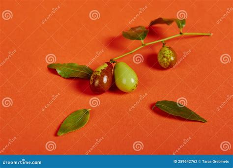 A Branch With Ripening Jujube Fruit Or Chinese Dates On Orange