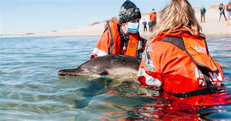 faq: what to do if you see a stranded dolphin