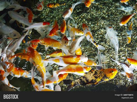 Beautiful Koi Fish Image And Photo Free Trial Bigstock